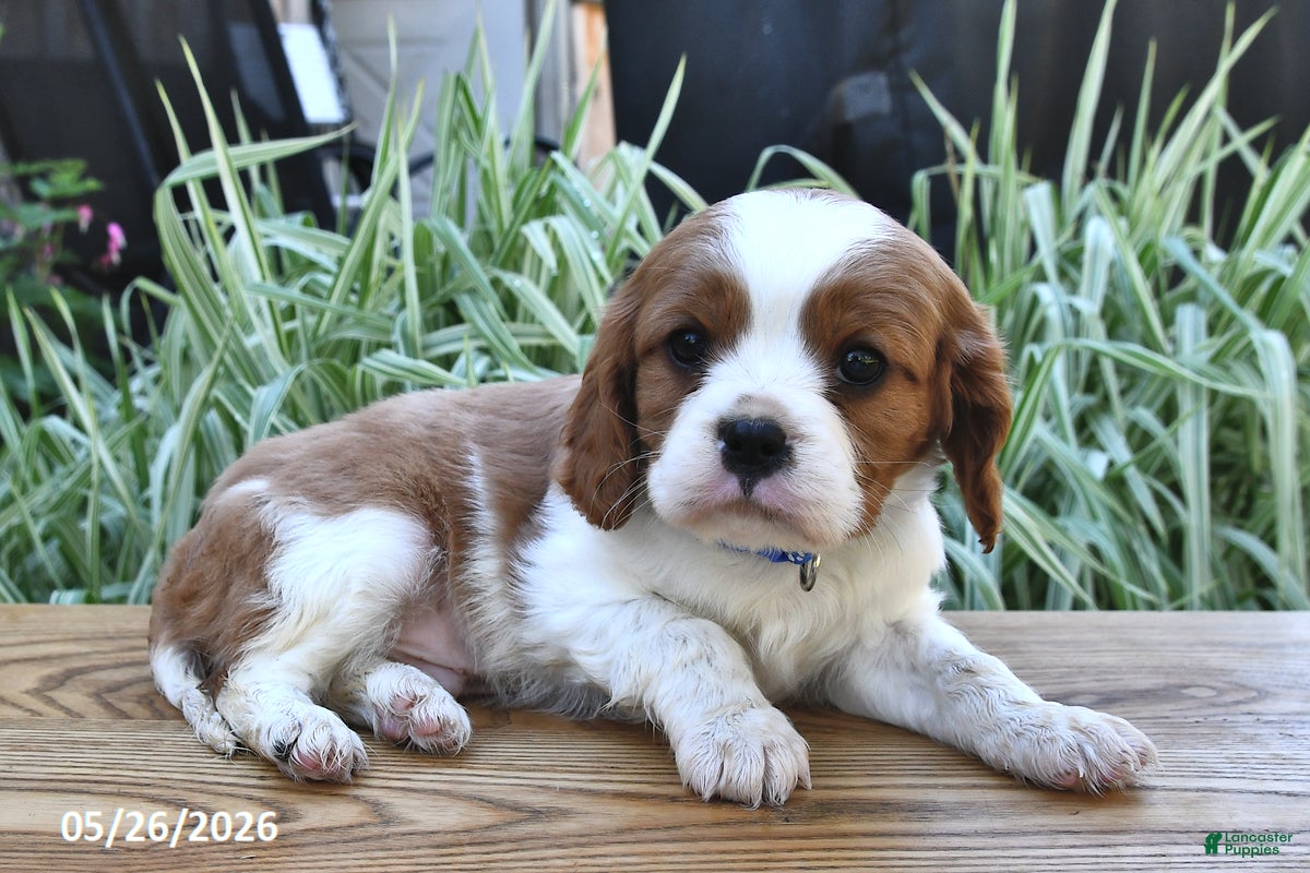 Cavalier King Charles Spaniel dogs Tommy - Ad 2