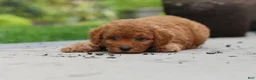 Cavapoo dogs for sale: Tucker - Ad 5
