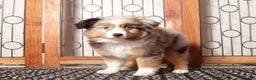 Miniature Australian Shepherd dogs for sale: Daisy - Ad 1