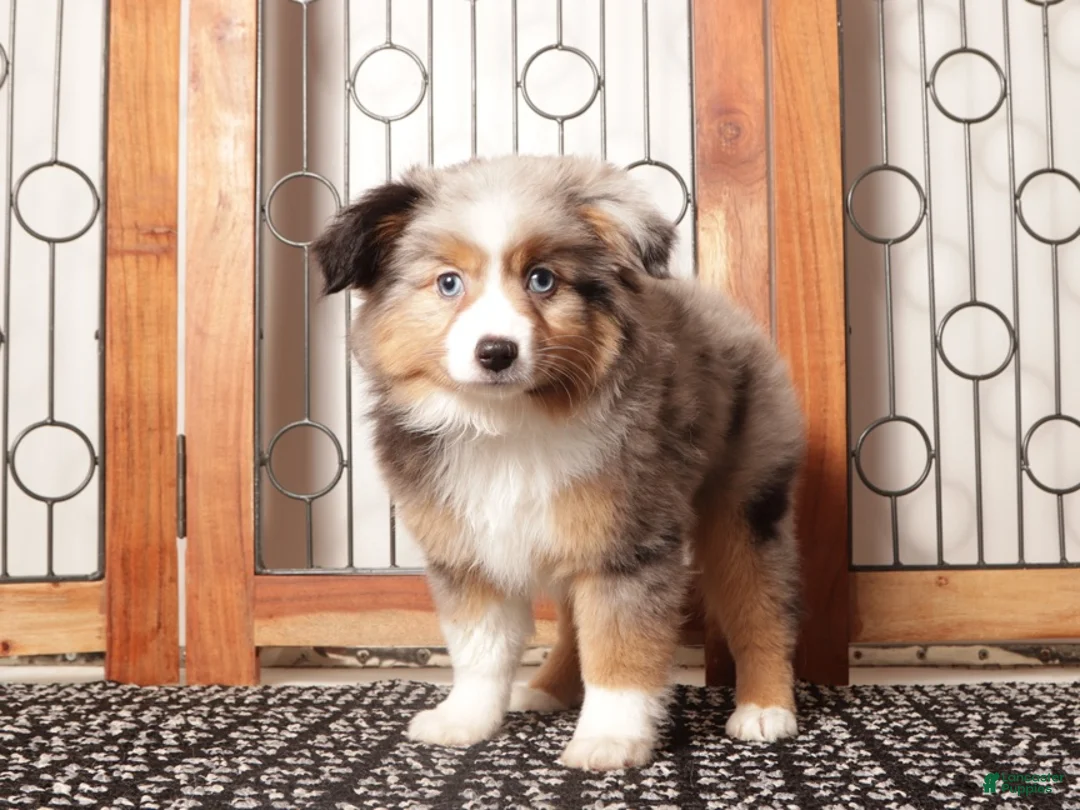 Miniature Australian Shepherd dogs for sale: Daisy - Ad 1