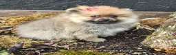 Pomeranian dogs for sale: NYX - F - Ad 6