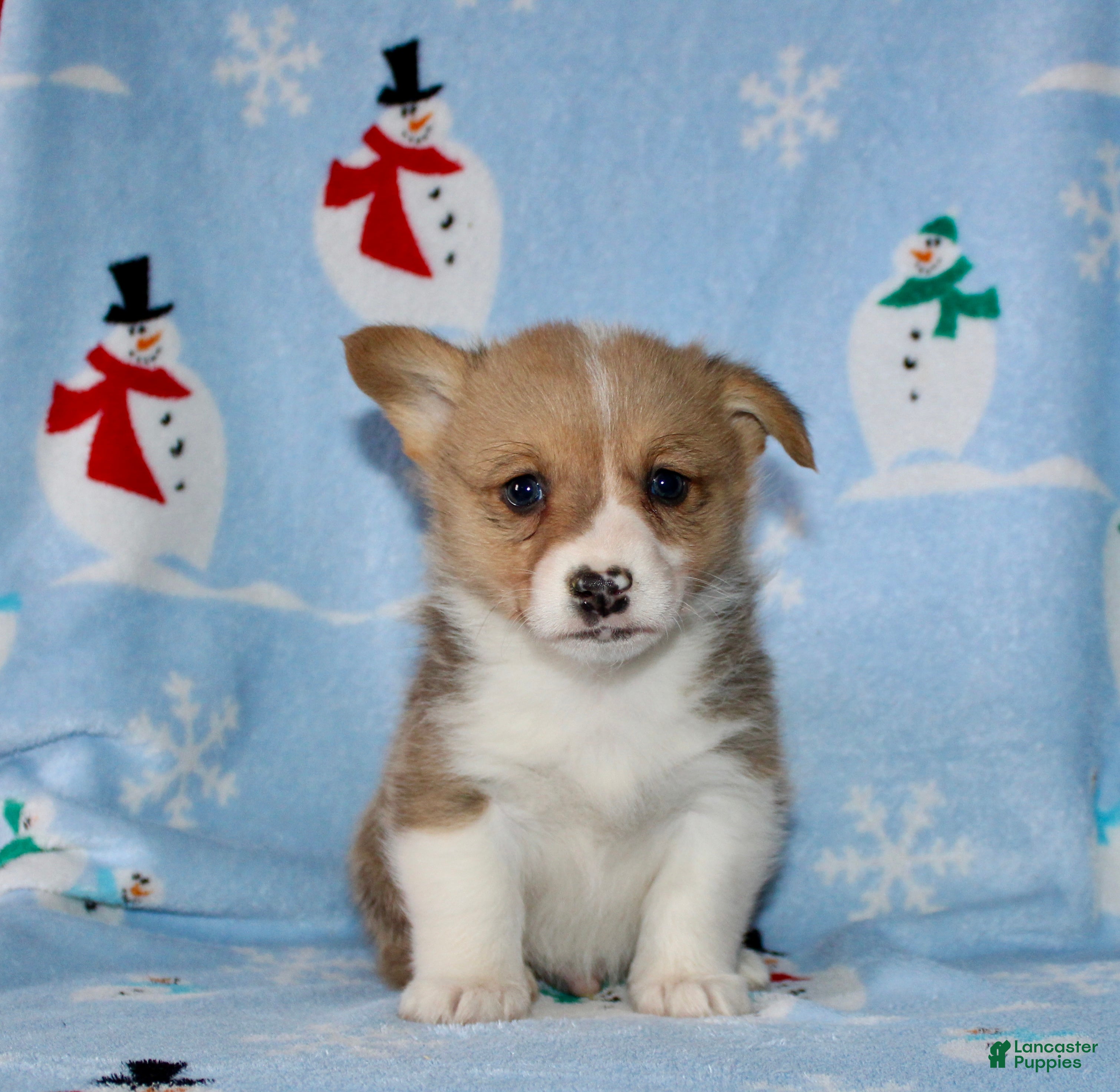 Welsh Corgi Pembroke dogs Mack - Ad 29
