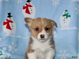 Welsh Corgi Pembroke dogs Mack - Ad 29