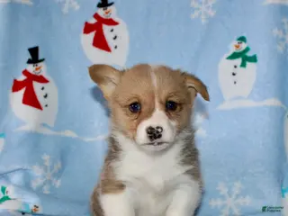 Welsh Corgi Pembroke dogs Mack - Ad 9