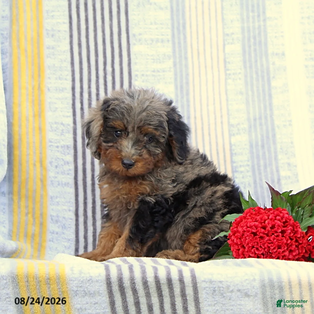 Miniature Poodle dogs for sale: Sandra - Ad 4