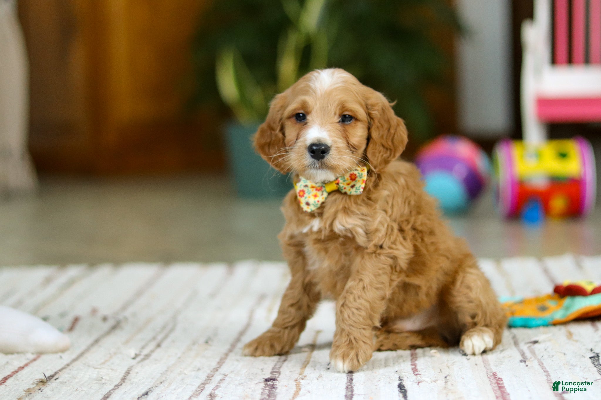 Mini Goldendoodle dogs Ricky - Ad 42