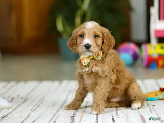 Mini Goldendoodle dogs Ricky - Ad 42