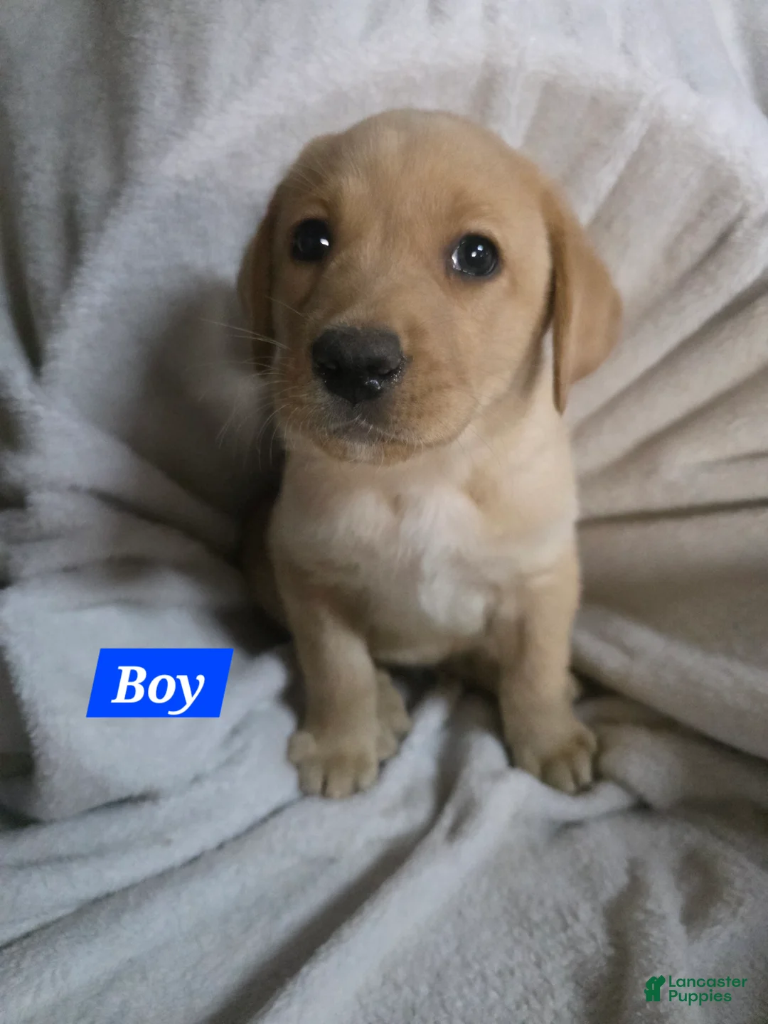 Labrador Retriever dogs for sale: Labrador Retriever Puppy 2 - Ad 1
