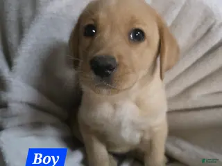 Labrador Retriever dogs Labrador Retriever Puppy 2 - Ad 32