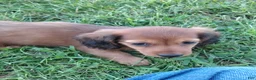 Miniature Dachshund dogs for sale: Miniature Dachshund 3 - Ad 4