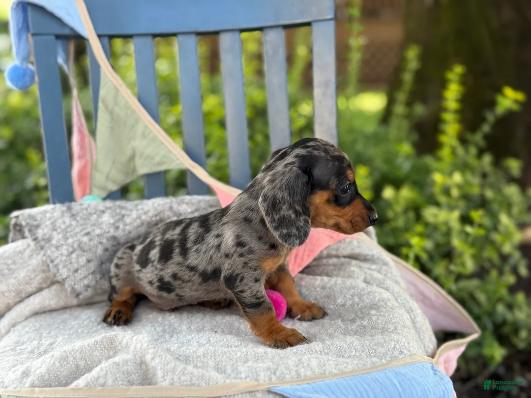 Miniature Dachshund dogs for sale: Tucker - Ad 2
