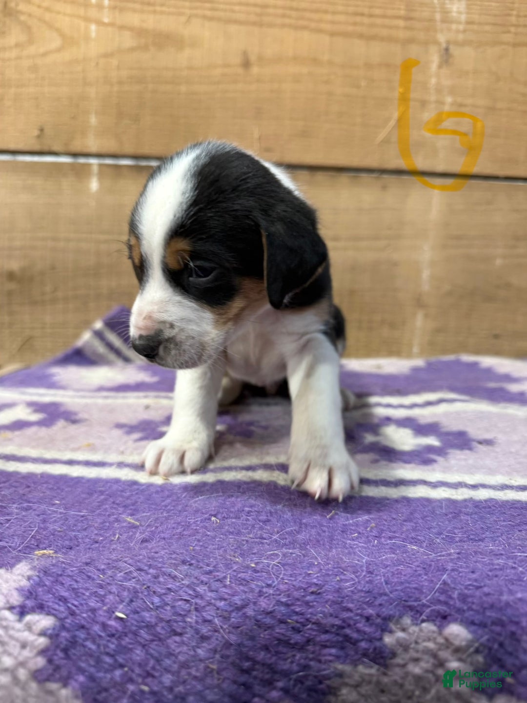Mixed Breed dogs for sale: Mixed Breed Puppy 6 - Ad 1