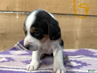 Mixed Breed dogs Mixed Breed Puppy 6 - Ad 12