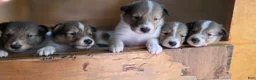 Collie dogs for sale: Collie Puppy 5 - Ad 4