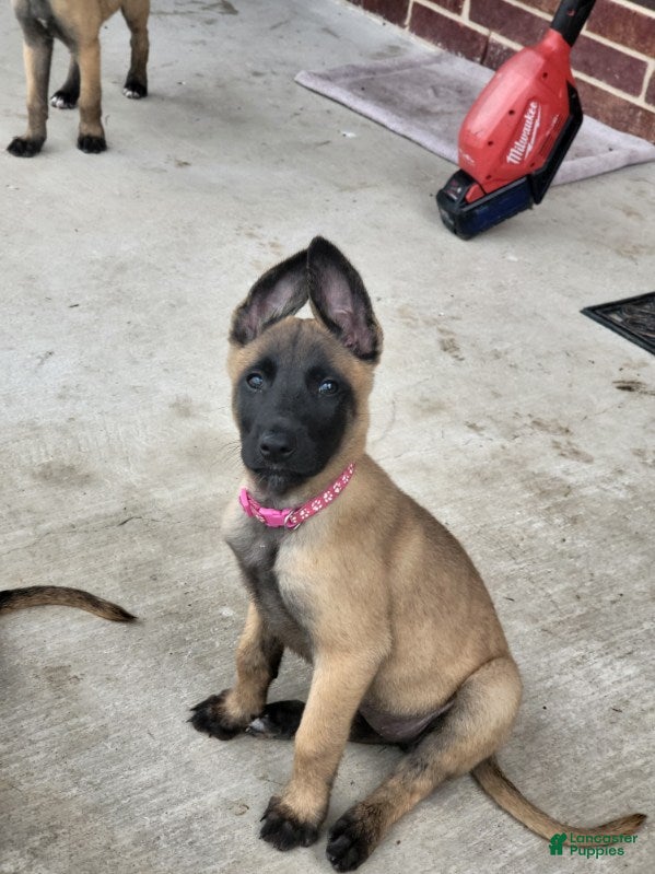 Belgian Malinois dogs Belgian Malinois Puppy 5 - Ad 2