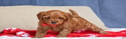 Cavapoo dogs for sale: Faith - Ad 7
