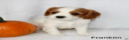 Cavalier King Charles Spaniel dogs for sale: Franklin - Ad 6