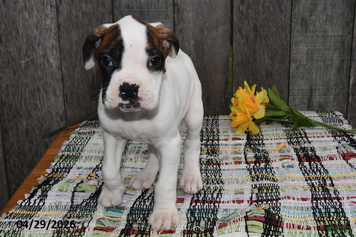 Boxer dogs Mitchell - Ad 2