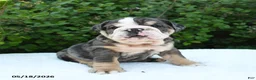 English Bulldog dogs for sale: Serenity - Ad 1