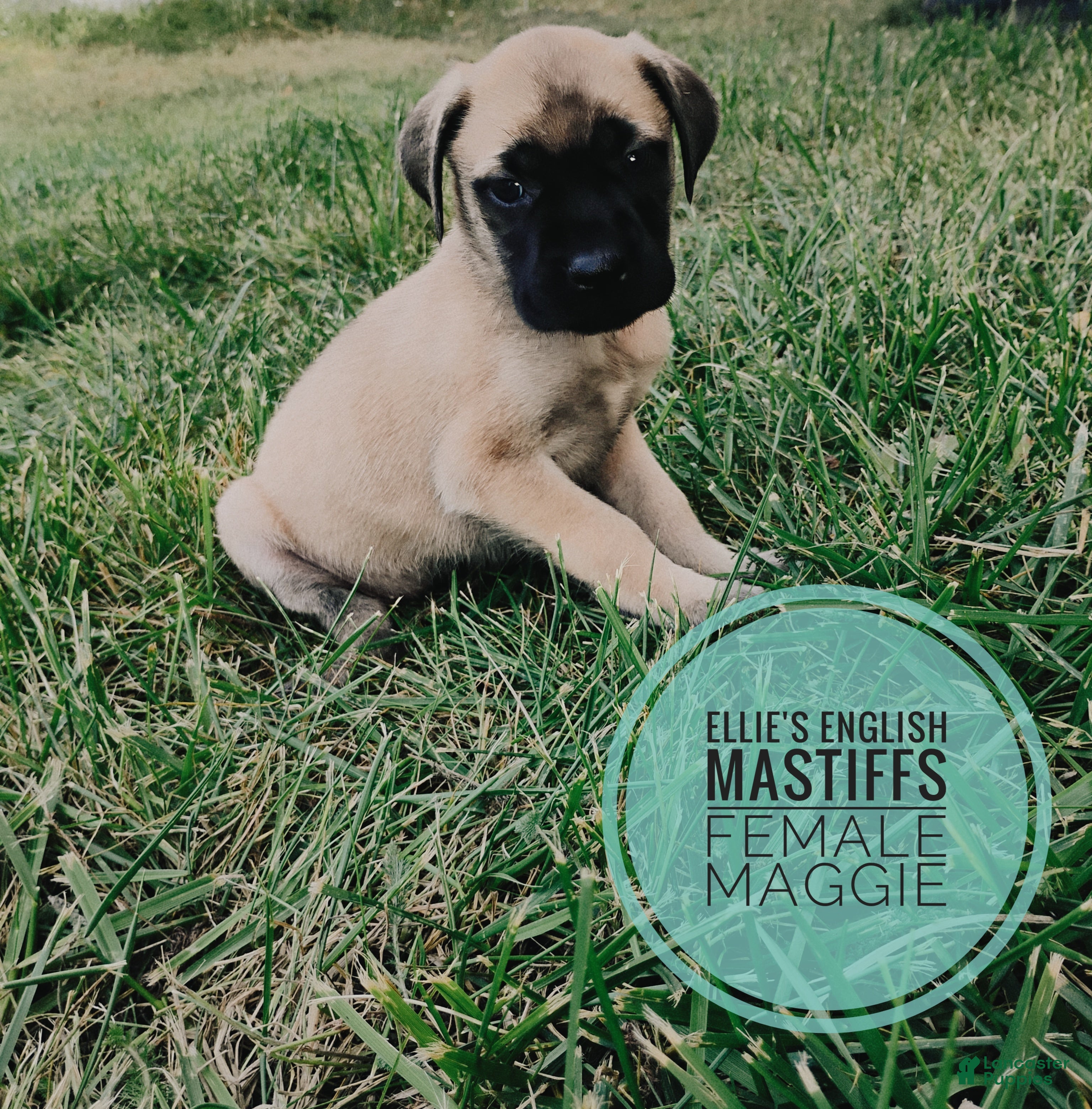 English Mastiff dogs Maggie  - Ad 1