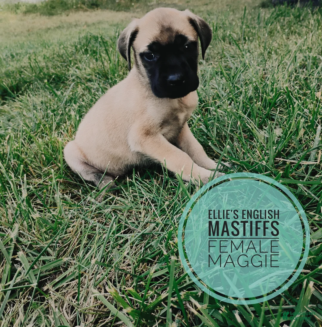 English Mastiff dogs for sale: Maggie  - Ad 1
