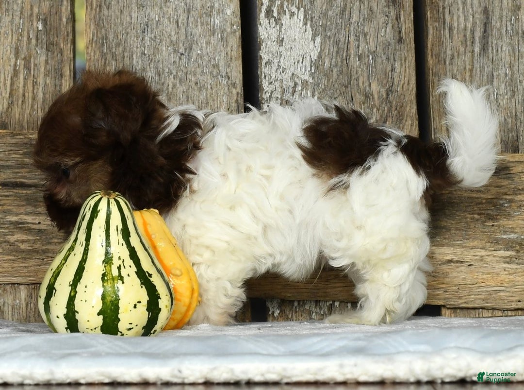 Havanese dogs for sale: Freddy - Ad 7