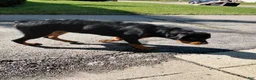 Rottweiler dogs for sale: Mina - Ad 5