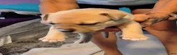 American Pit Bull Terrier dogs for sale: Sandie - Ad 7