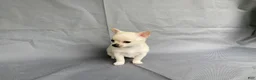 Chihuahua dogs for sale: Maisy - Ad 10