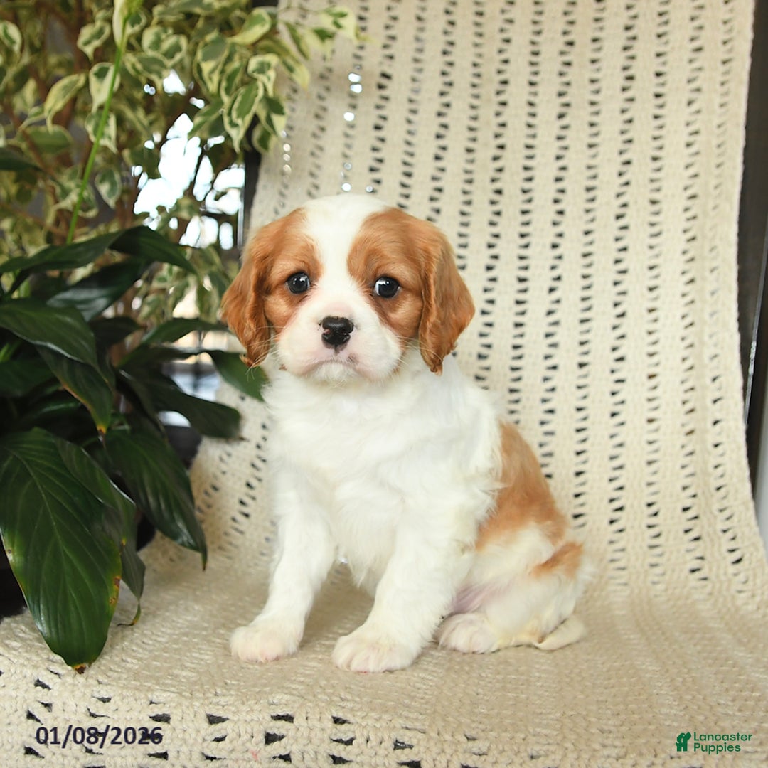 Cavalier King Charles Spaniel dogs for sale: Colby - Ad 3