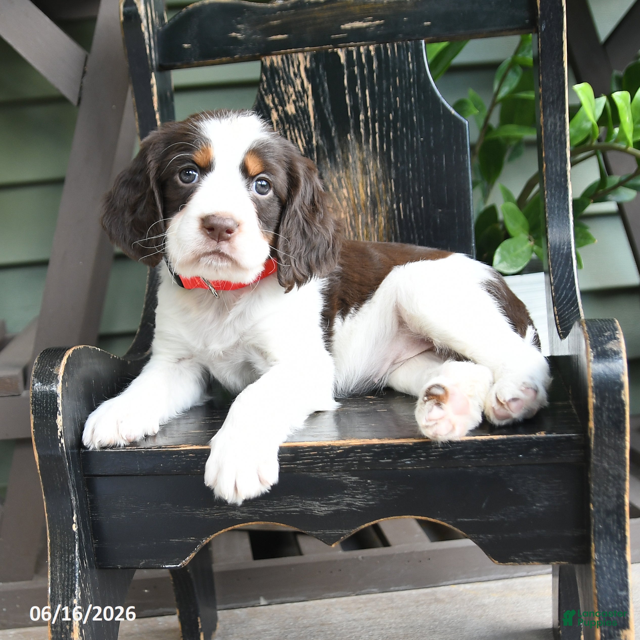 English Springer Spaniel dogs Cheyenne - Ad 1