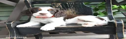 English Springer Spaniel dogs for sale: Cheyenne - Ad 1