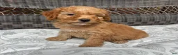 Miniature Poodle dogs for sale: 1 Chucky - Ad 3