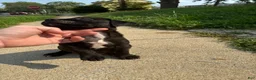 American Bully dogs for sale: Queen  - Ad 4