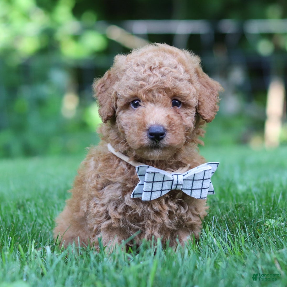 Mini Goldendoodle dogs Oscar - Ad 1