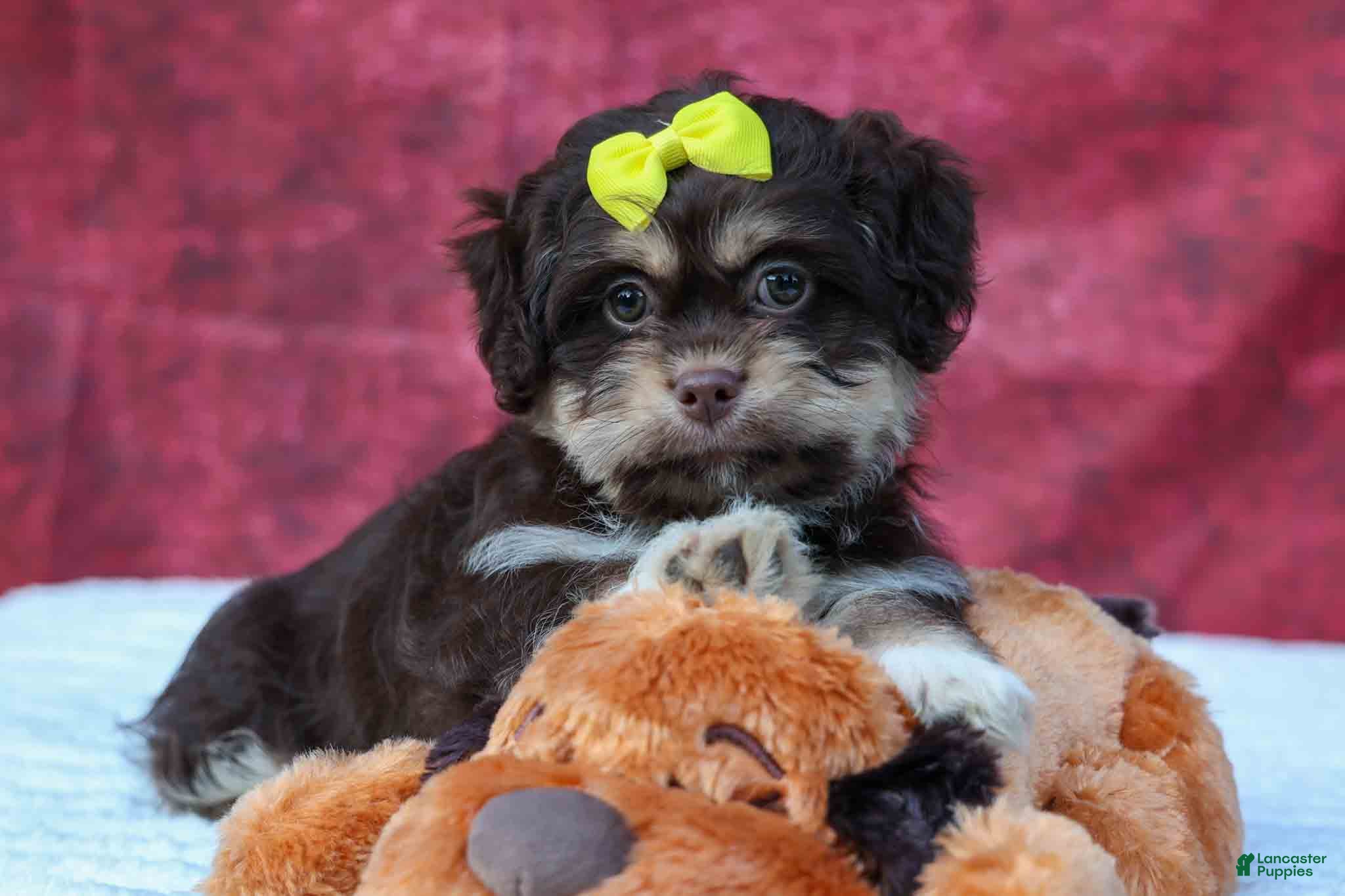 Teddy Bear dogs Oscar 🐾    - Ad 1