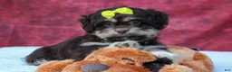 Teddy Bear dogs for sale: Oscar 🐾    - Ad 21