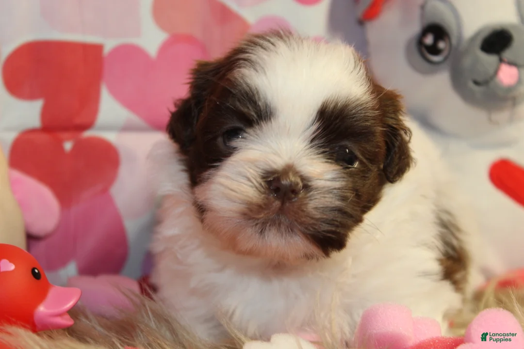 Shih Tzu dogs for sale: CUTIE - Ad 5