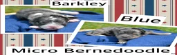 Bernedoodle dogs for sale: Betty Bernedoodle 4 - Ad 2