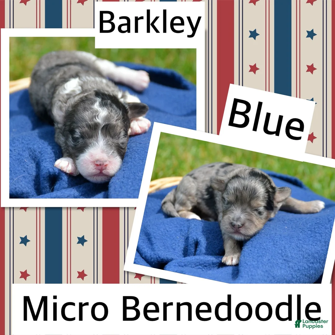 Bernedoodle dogs for sale: Betty Bernedoodle 4 - Ad 2