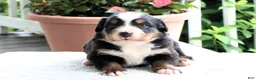 Bernese Mountain Dog dogs for sale: Karen - Ad 2