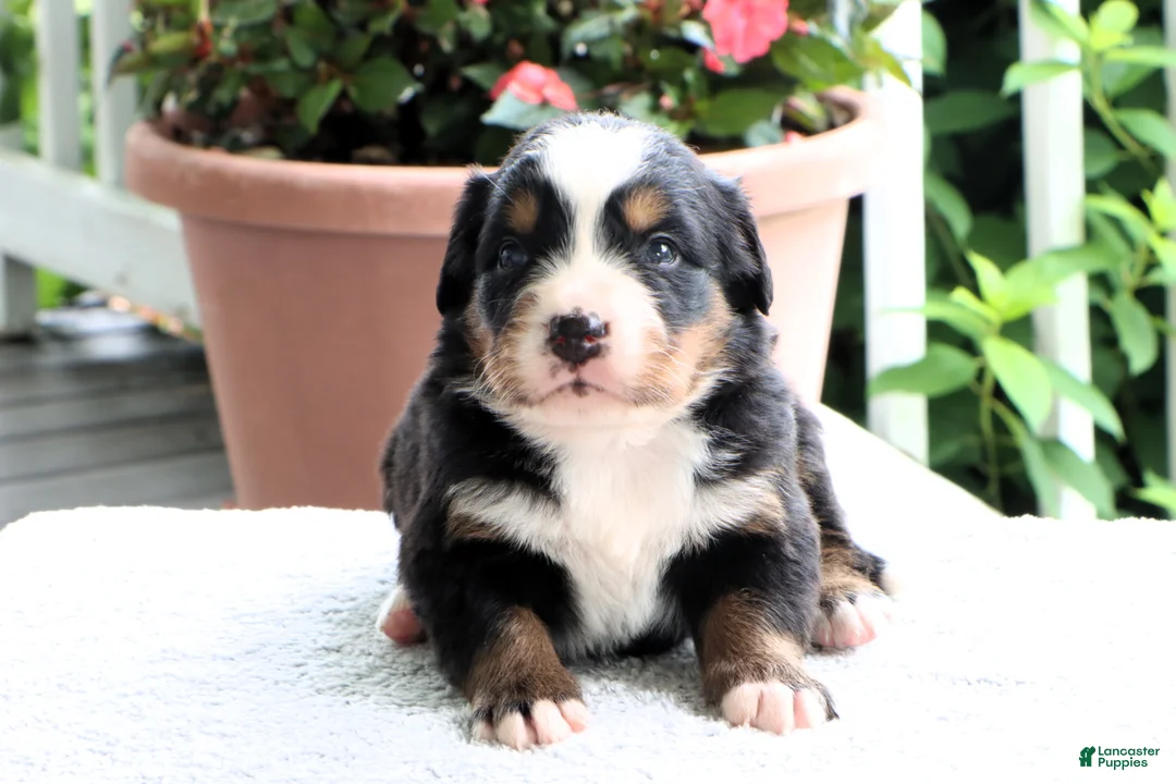 Bernese Mountain Dog dogs for sale: Karen - Ad 2