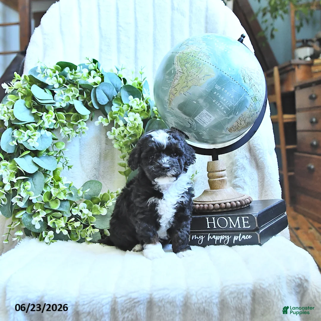 Miniature Poodle dogs for sale: Delsie - Ad 2