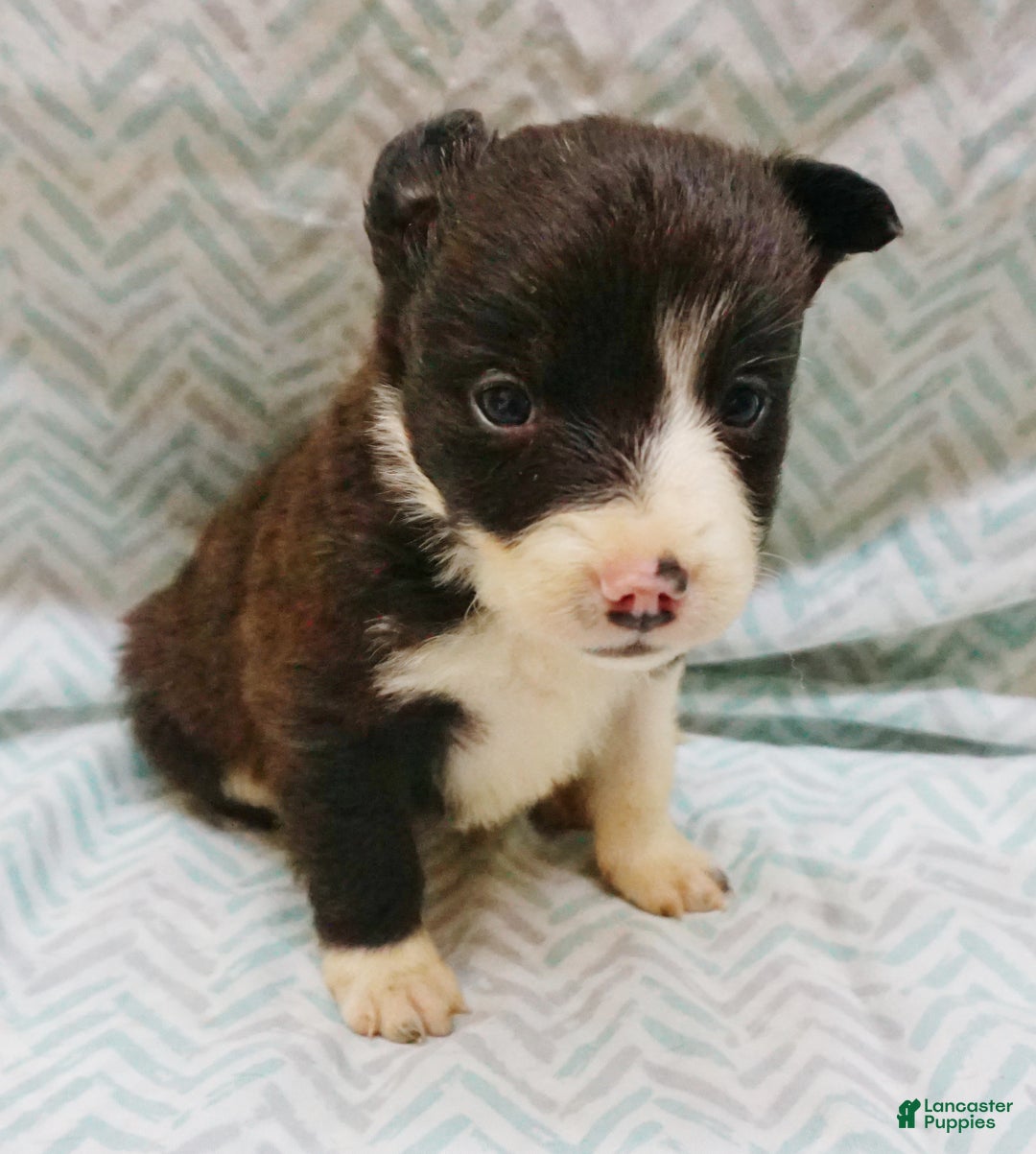 Border Collie dogs for sale: Champ - Ad 1