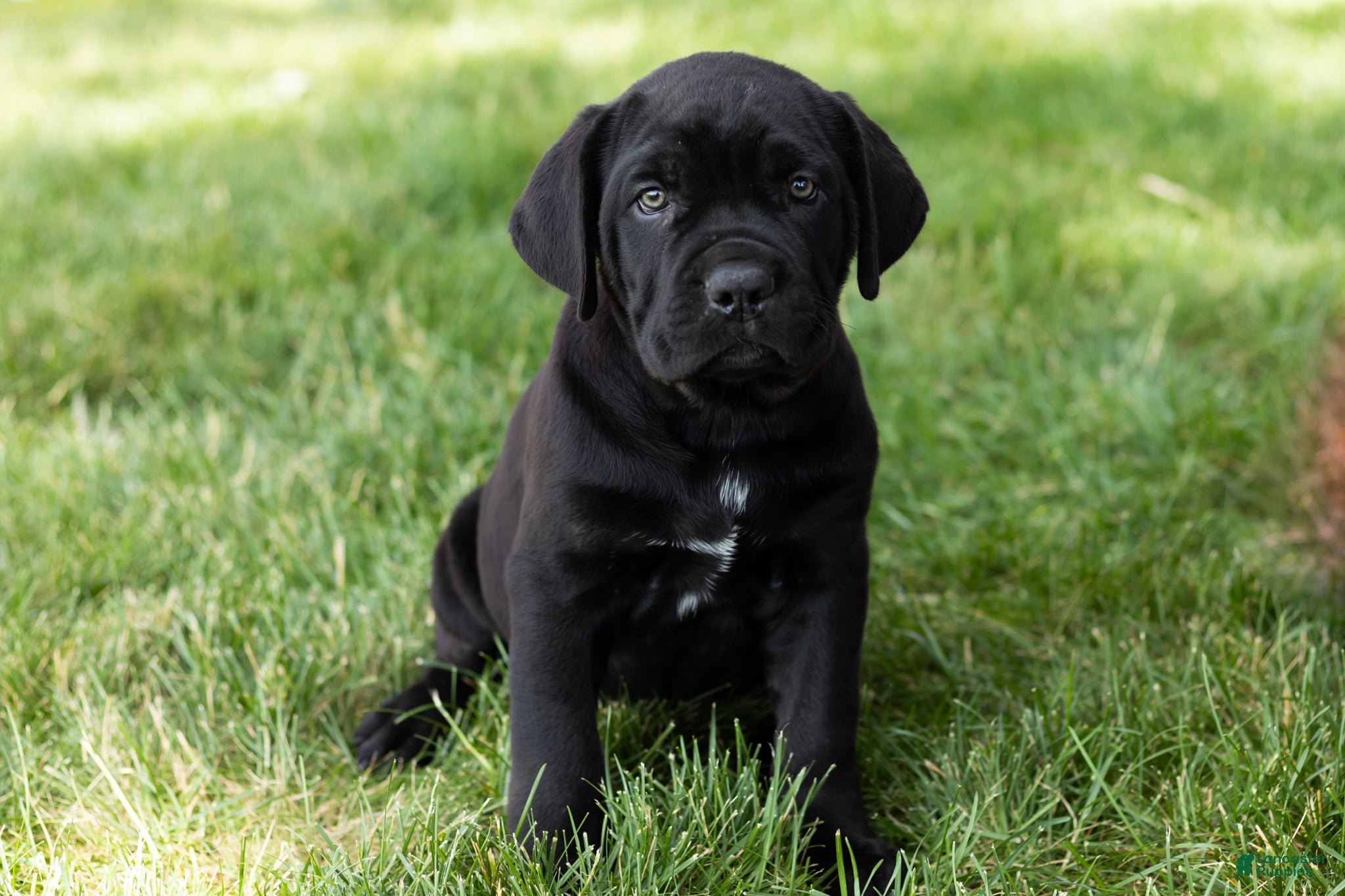 Cane Corso dogs Paisley  - Ad 29