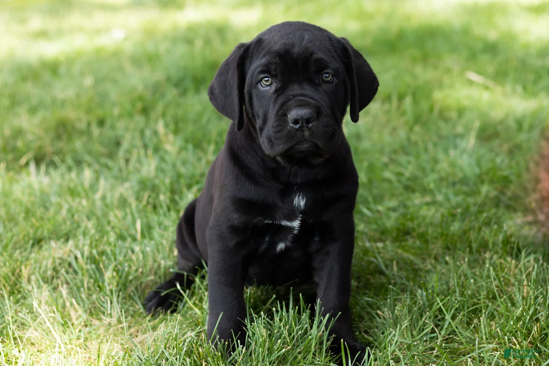 Cane Corso dogs for sale: Paisley  - Ad 1