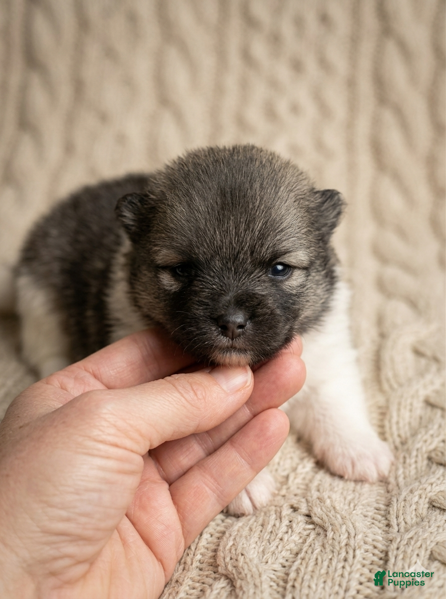 Pomeranian dogs Milo - Ad 2