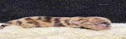 Chihuahua dogs for sale: Chihuahua 1 - Ad 7