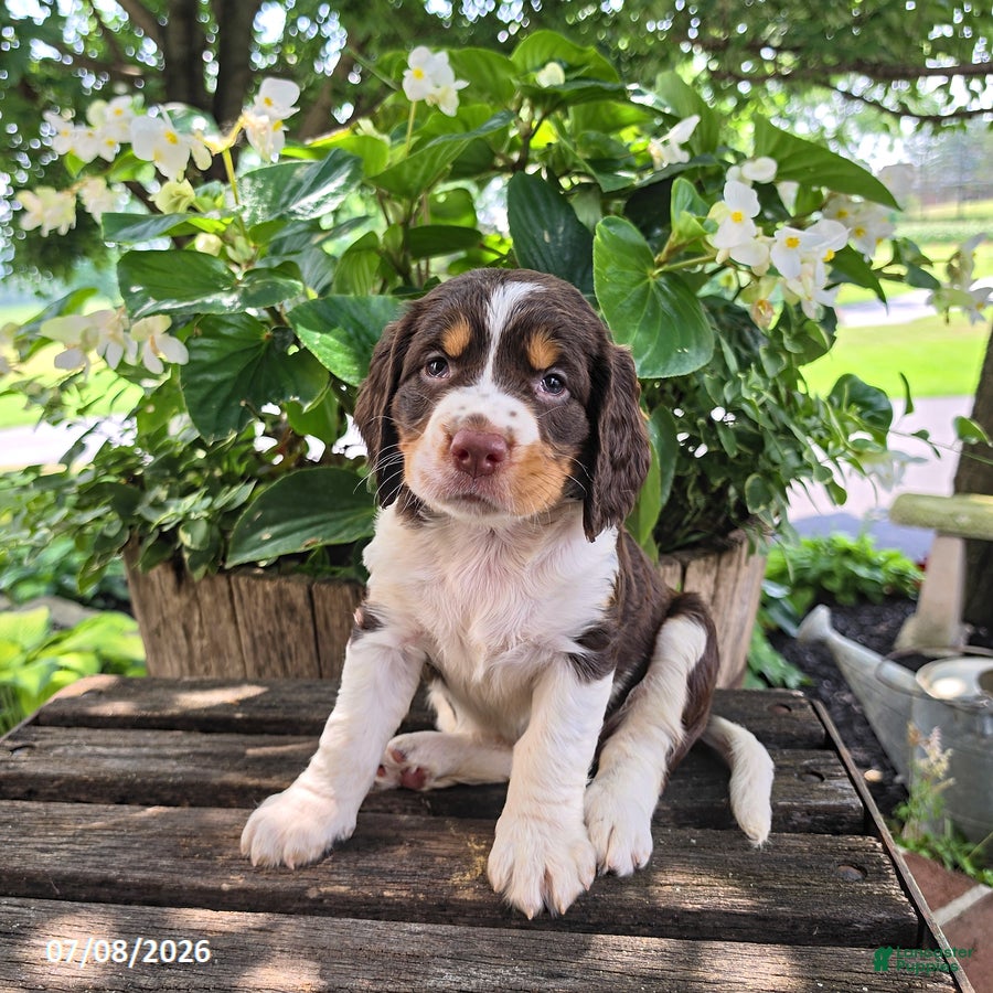 English Springer Spaniel dogs Remi - Ad 1