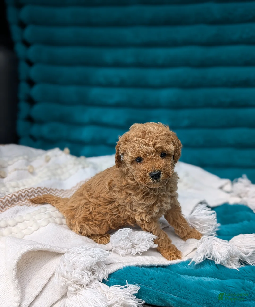 Toy Poodle dogs for sale: Vance - Ad 2